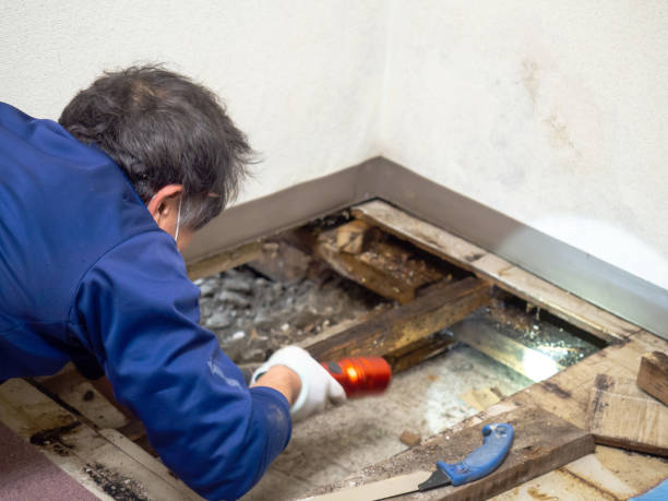 Best Toxic Mold Removal  in Poncha Springs, CO