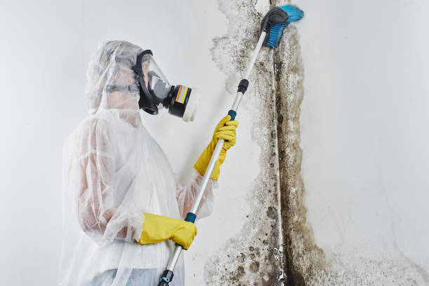 Best Mold Damage Repair  in Poncha Springs, CO