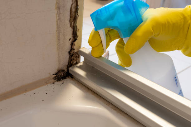 Best Mold Damage Repair  in Poncha Springs, CO