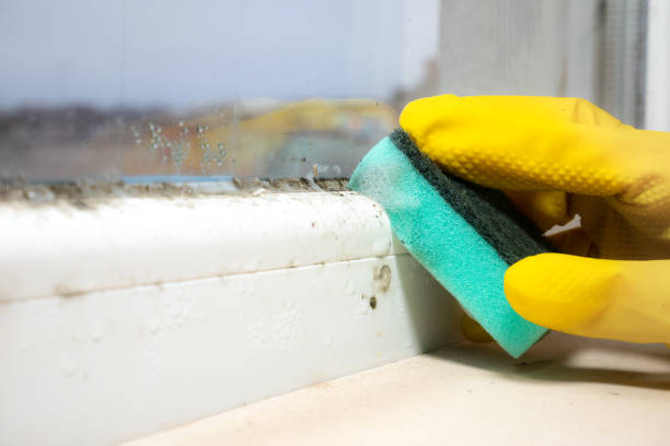 Best Commercial Mold Removal  in Poncha Springs, CO