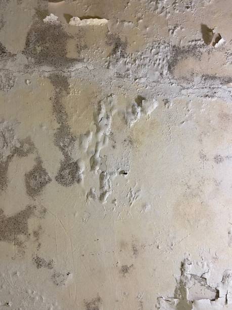 Best Mold Cleaning Services  in Poncha Springs, CO