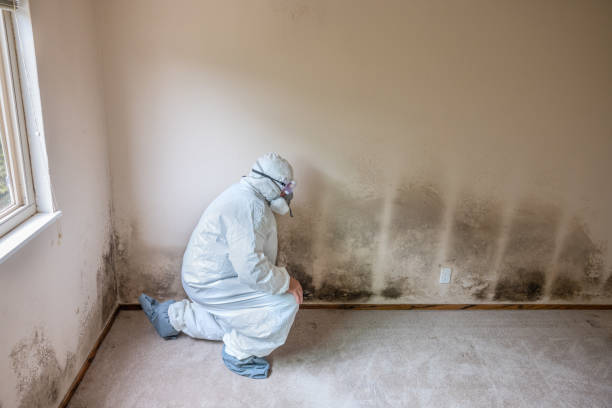 Best Best Mold Removal Companies  in Poncha Springs, CO