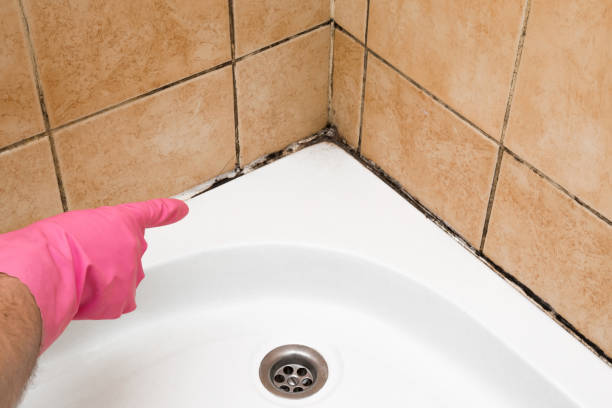 Best Attic Mold Removal  in Poncha Springs, CO